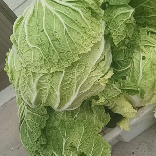 如东县大白菜
