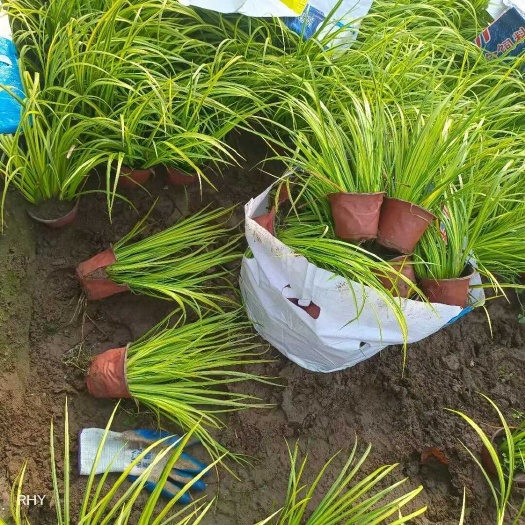 青州市金叶石菖蒲批发基地 金叶石菖蒲大杯 金叶石菖蒲小杯苗