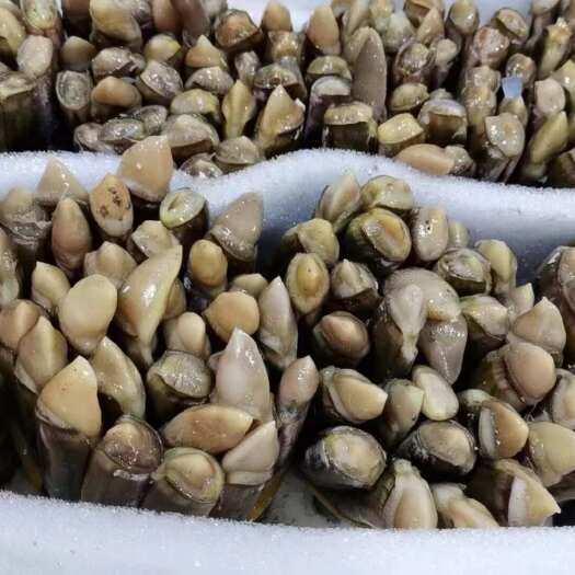 东港市刀把蛏 蛏王 丹东东港新鲜海蛏 孕育自然美味 水产精品直供