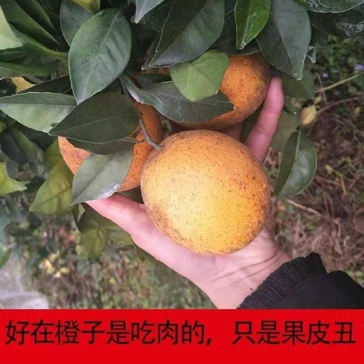 赣南脐橙新鲜橙子江西橙子二级果一件代发产地代办现摘现发