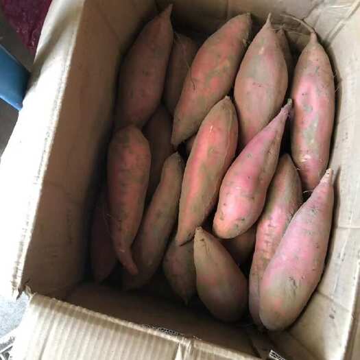 雄县烟薯25烤瓜中瓜精品2-8两