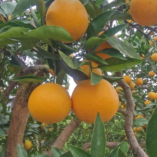 石门冰糖橙