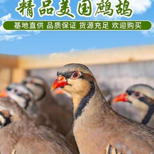 新鲜活鹧鸪 顺丰速递山东临沂河东区发货 高品质肉禽蛋