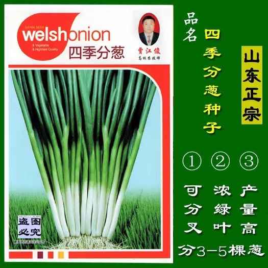 菏泽山东四季分葱种子，葱籽，小分葱，小香葱种子，