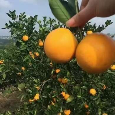 麻阳县冰糖橙