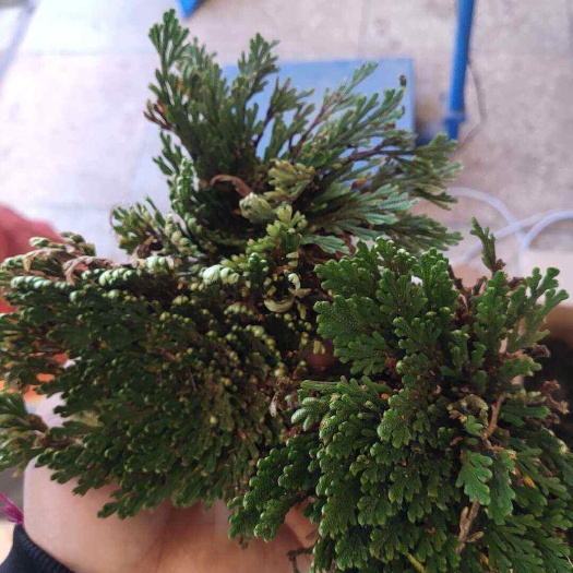 云南还魂草可入药可盆景卷柏新鲜