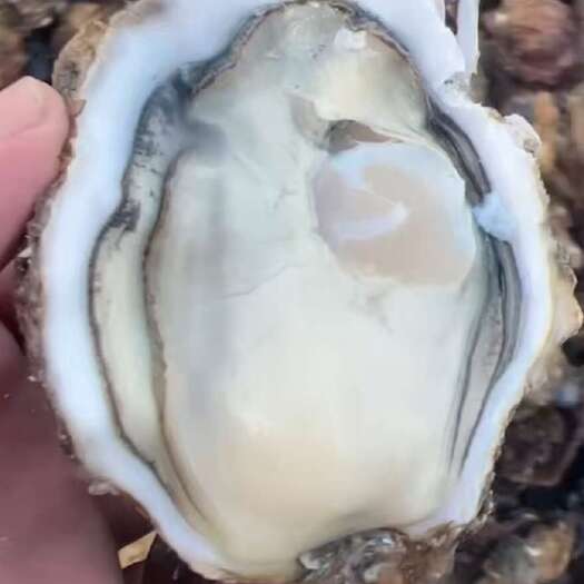 连云港生蚝批发（全规格有货）