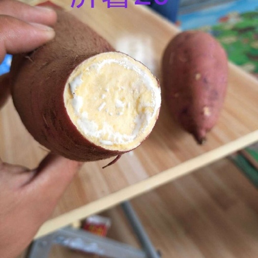 【荐】板栗薯-济薯26 产地直达 批发市场 加工厂 全国发货