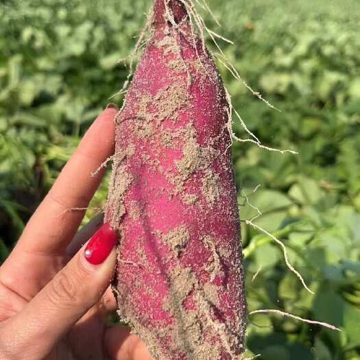 澄迈县[精品]海南板栗薯桥头地瓜高系14鸣门产地直采，一手货源