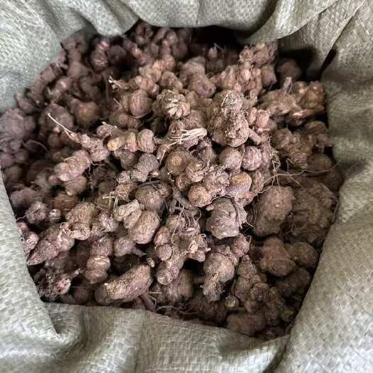 杭州红花酢浆草