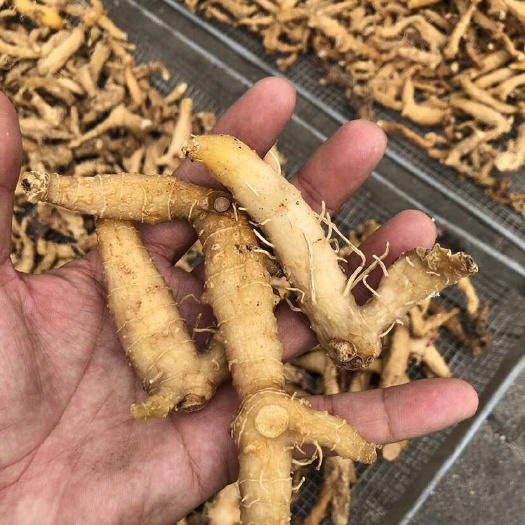 罗田县黄精干货，姜型鸡头黄精