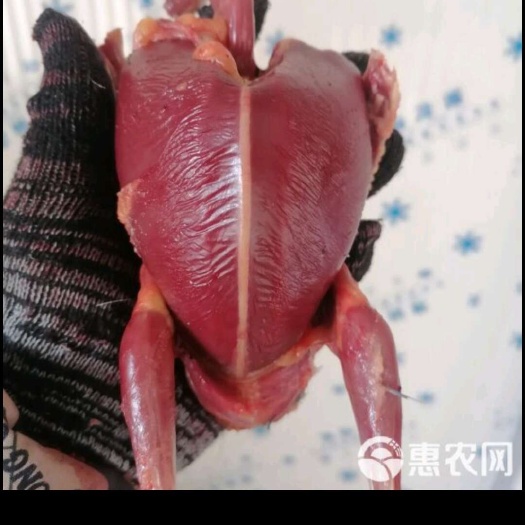 天津常年大量收售，18天到25天的幼鸽，一年到五年的老鸽子
