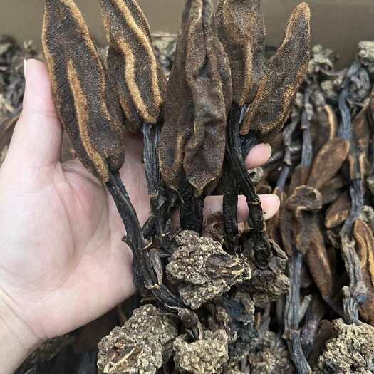 金秀县回春草 玉苁蓉 顶天柱