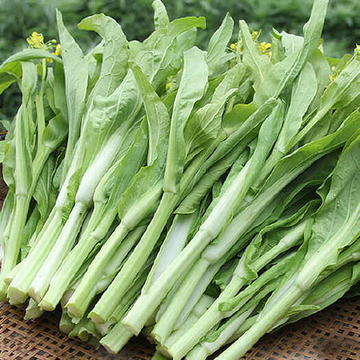 营山县200亩白菜苔