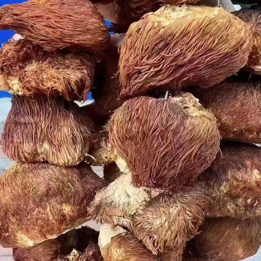 抚松县长白山野生猴头菇煲汤料