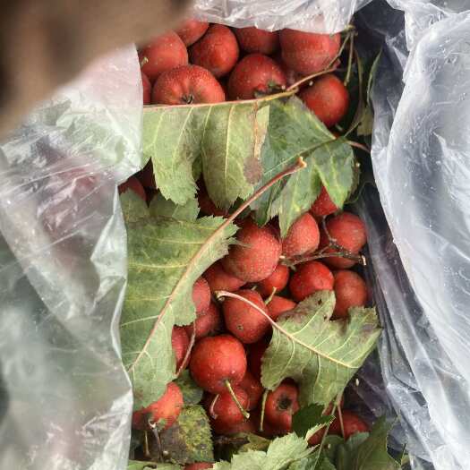 菏泽大金星山楂，颜色漂亮，无黄斑以及黑斑