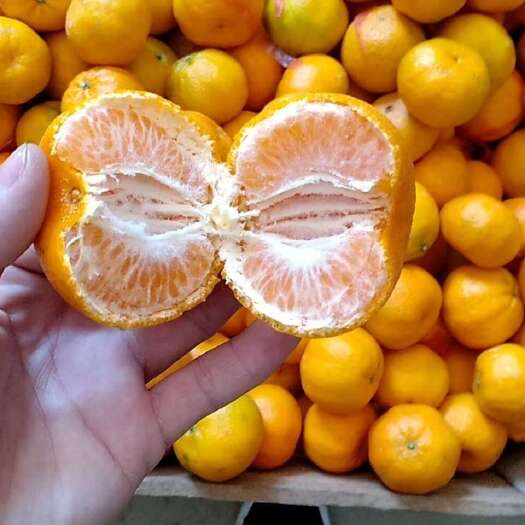 福建顺昌优质货源