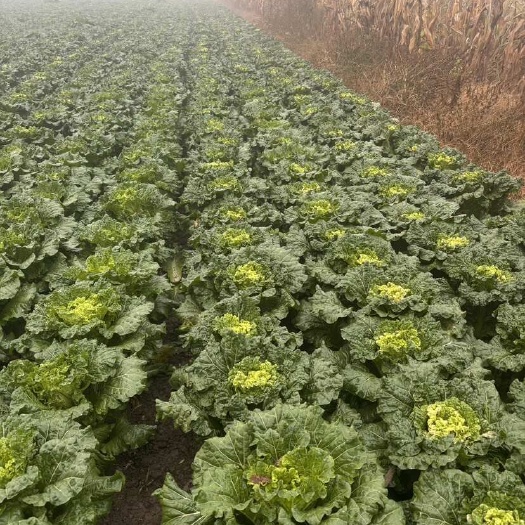 产地天津青绿麻叶60白菜