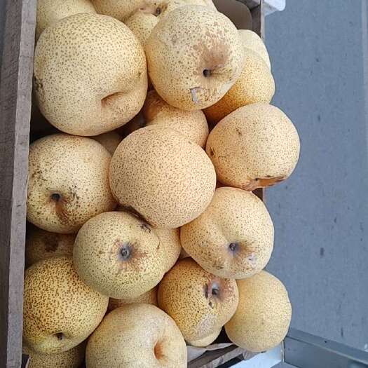砀山县砀山酥梨