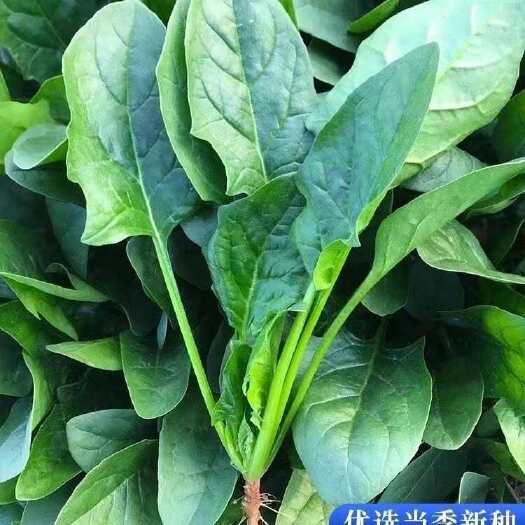 商丘自家农田种植