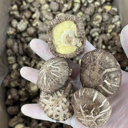 2024新香菇冬菇花菇干货餐厅家用