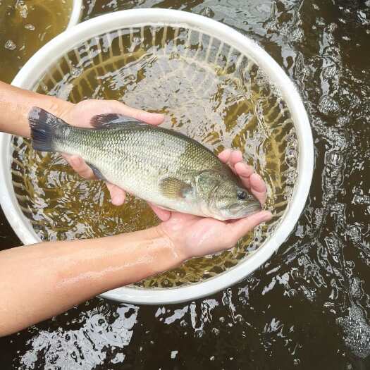 信阳淡水鲈鱼