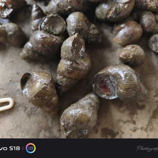 潜江市淡水螺！薄壳石螺！物美价廉