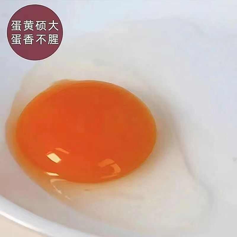 江西弋阳鲜美青皮鸭蛋