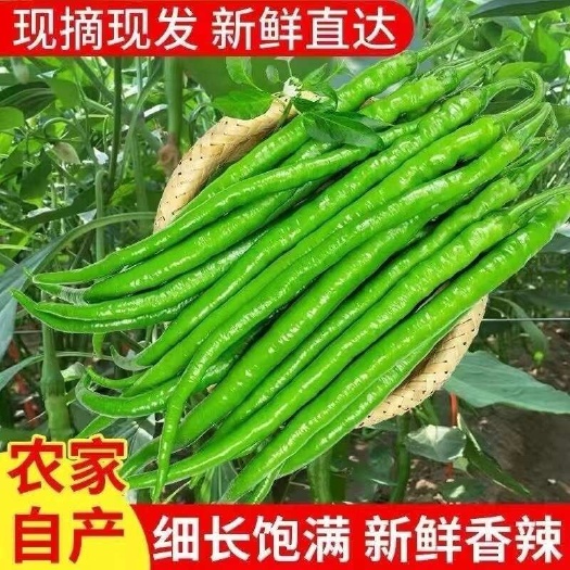 徐闻县新鲜中辣线椒批发供货产地直发 绿色环保蔬菜