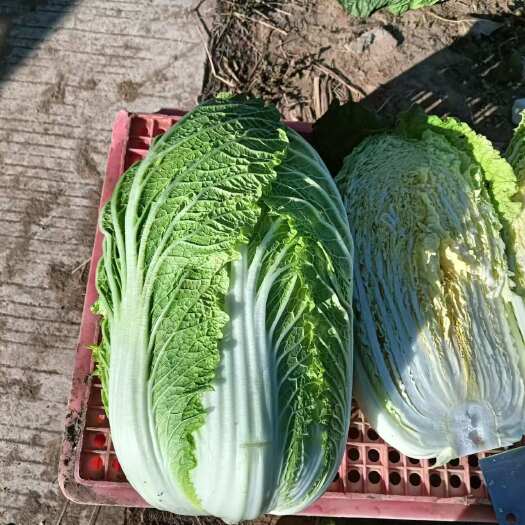 平度市白菜
