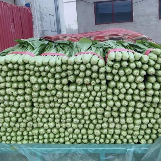 邯郸小白菜