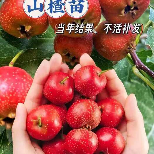 绛县山楂苗 嫁接山楂苗山楂树活苗大金星大五棱盆栽地栽山楂树苗