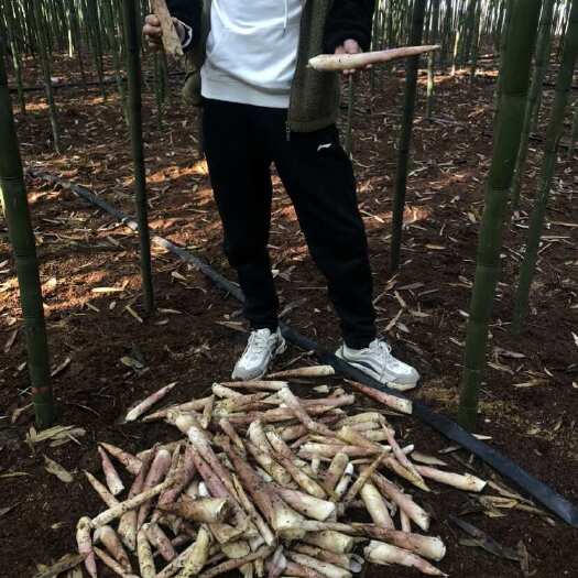 弋阳县竹笋，雷竹笋，高山黄土竹笋脆甜卖相好