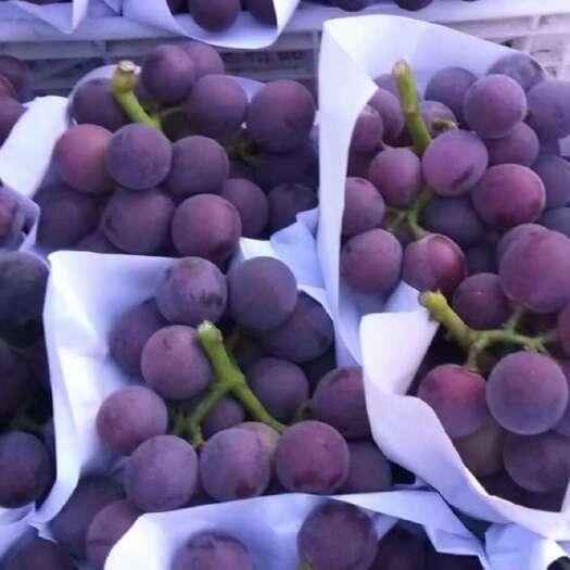 金乡县葡萄！精品万亩葡萄基地