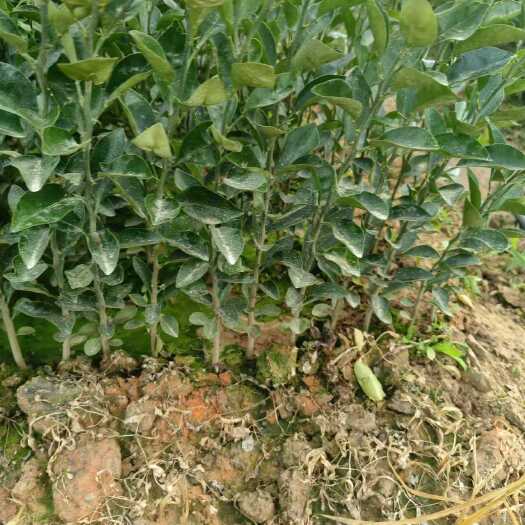 简阳市红橘实生苗