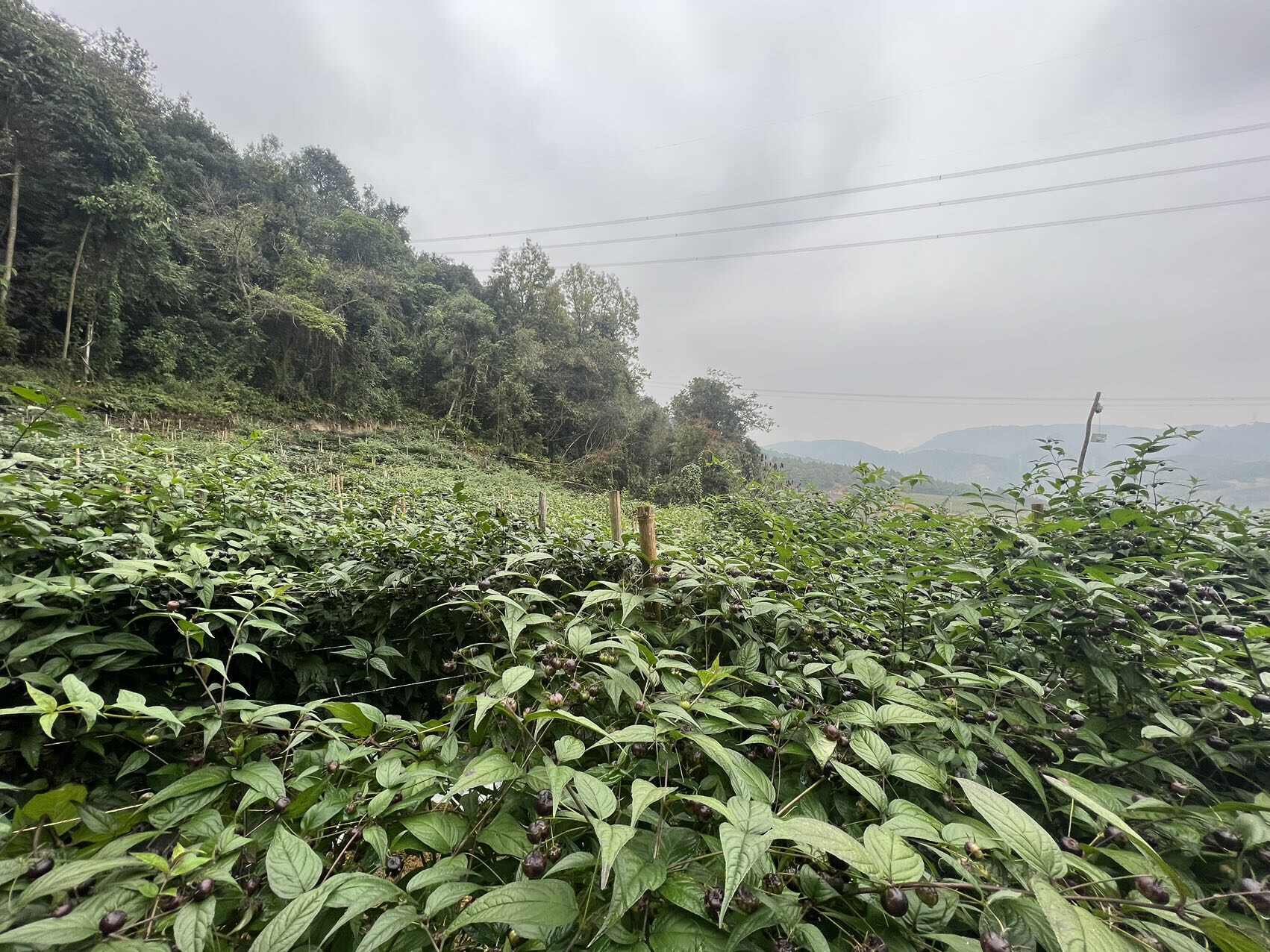 顺丰包邮云南省文山优质红果参蜘蛛果 现摘观发新鲜直供