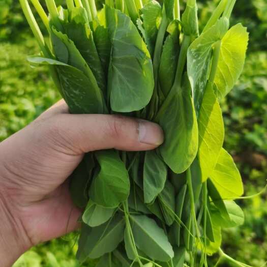 仁怀市豌豆尖批发
