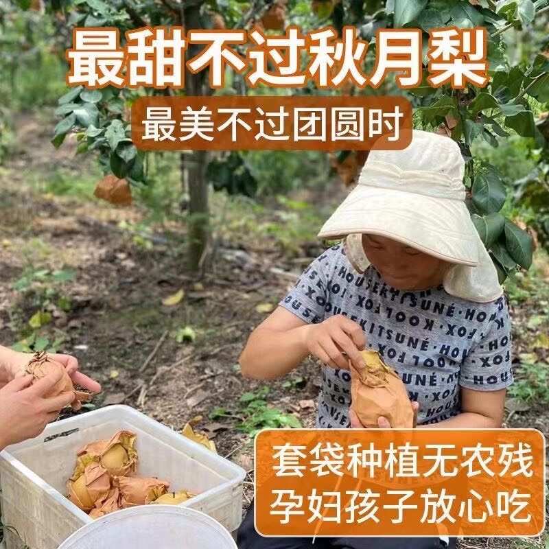 【甜】一件代发秋月梨水果新鲜应季薄皮梨子一整箱批发价大果