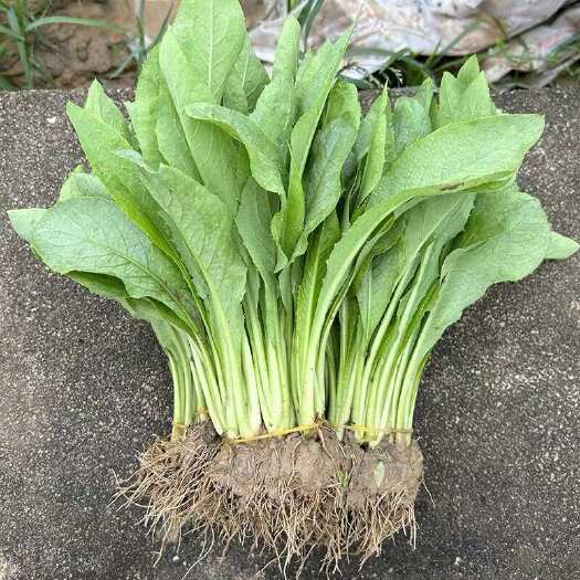 博白县广东高州甜麦菜八甲麦苦麦菜带泥发货广西发货现把现发
