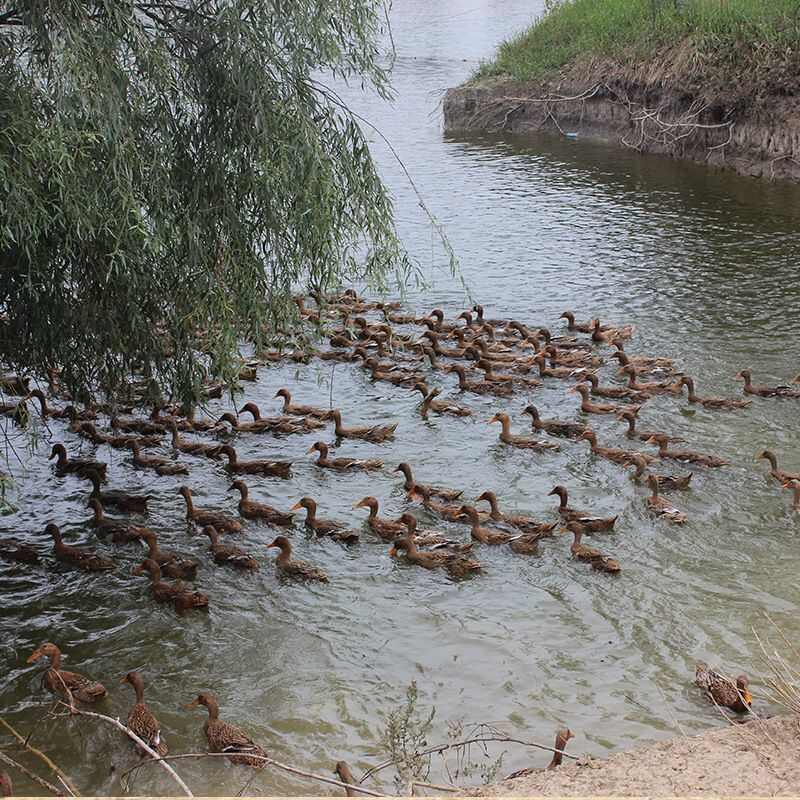 江西弋阳鲜美青皮鸭蛋