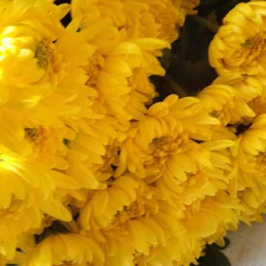 新沂市白菊
