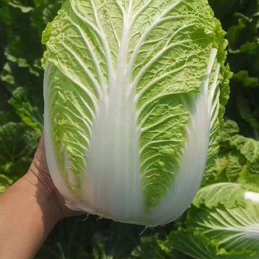 吴忠白菜