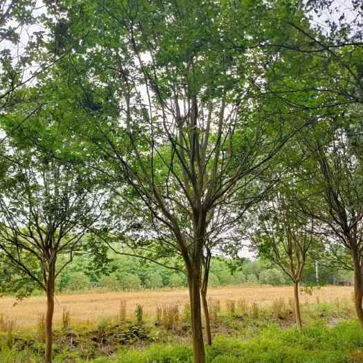 紫薇、紫薇树米径2一8公分有现货供应！基地种植，自产自销