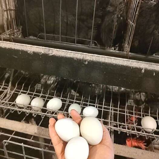 莘县自家养殖场出售绿壳蛋