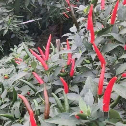 揭阳朝天椒苗