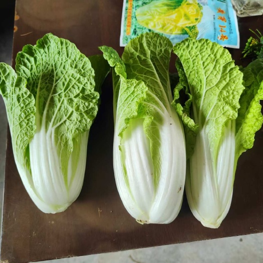 黄芽菜