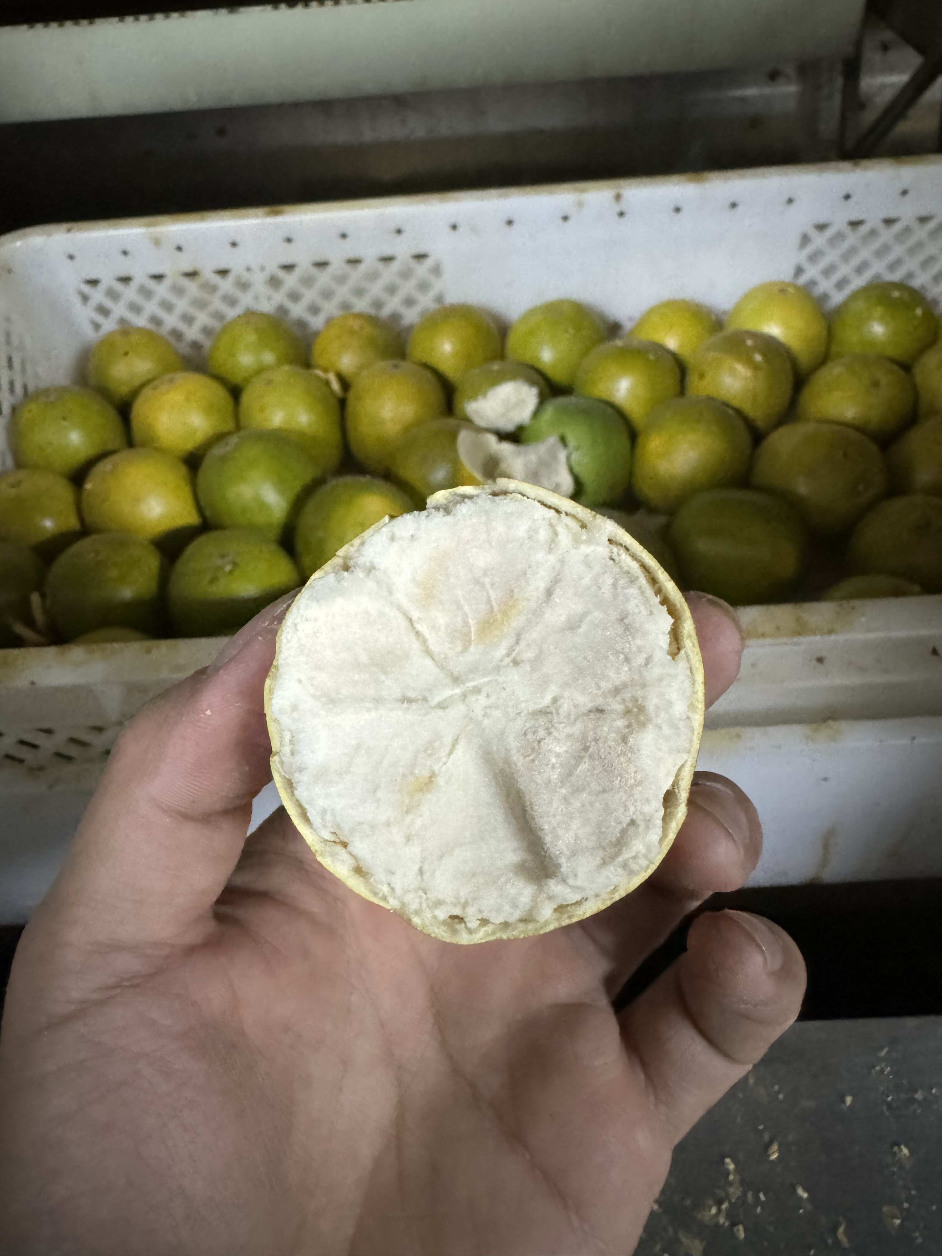 脱水罗汉果青皮原色批发散批厂家直发广西桂林原产地