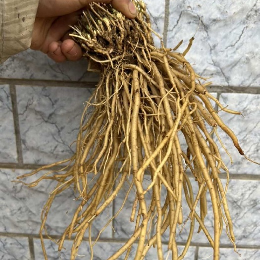 威宁县贵州龙胆药材 根茎类中药 直发威宁彝族回族苗族自治县