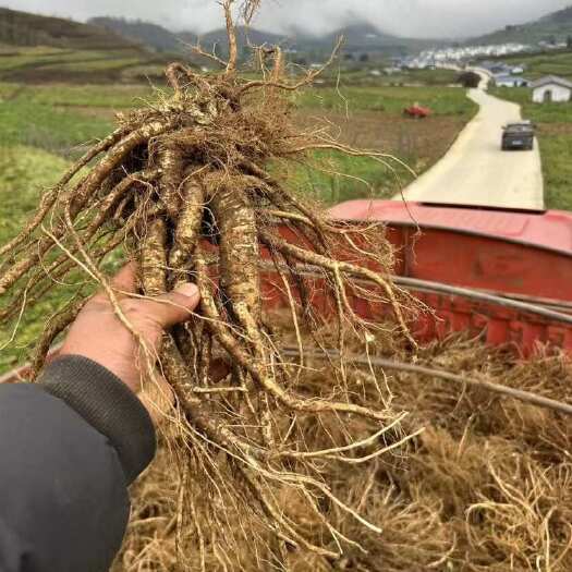 成都大量甜当归开卖