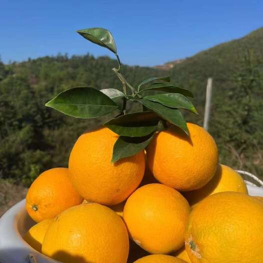 赣州赣南脐橙现摘现发